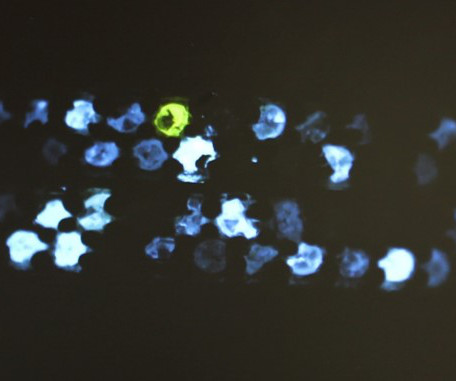 article thumbnail